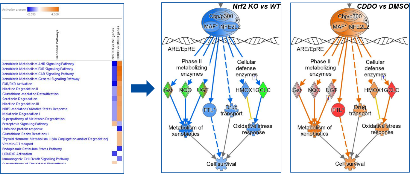 [2회차] Drug treatment, toxicology and target safety assessment using IPA and OmicSoft-image