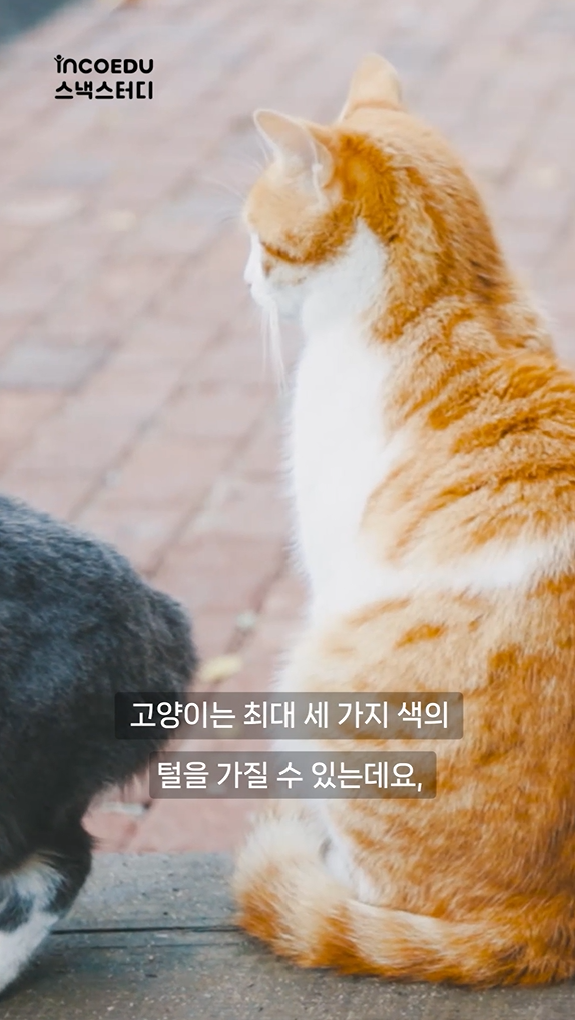 고양이 털 색의 비밀, 알려드릴게요!-thumbnail